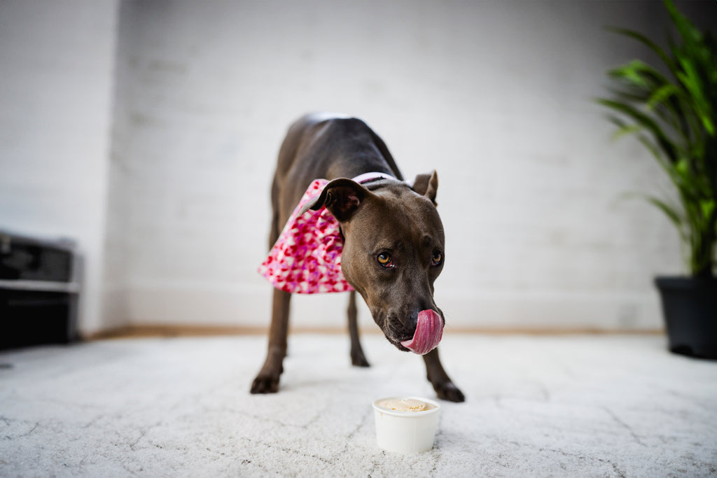 Dog-Friendly Peanut Butter & Banana Ice Cream